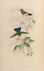Panterpes insignis